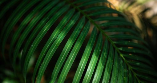 Close,Up,Of,Tropical,Palm,Fronds.,Plam,Tree.,Palm,Leaves