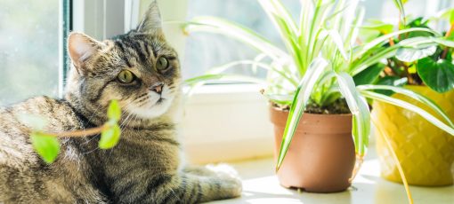 Cat,And,Houseplant,Concept,Photo.,Non,Toxic,Plants,For,Pets.