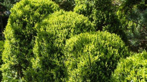 Bright,Glossy,Young,Green,Foliage,On,Boxwood,Bushes,Buxus,Sempervirens