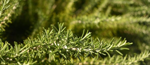 Rosemary,(rosmarinus,Officinalis),Is,An,Herb,Native,To,The,Mediterranean