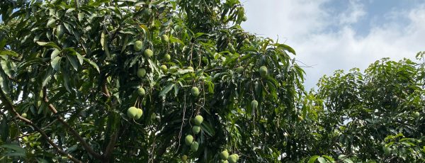 Mango,Tree,Has,Many,Mango,Fruits.,Green,Fruit,Is,Growing