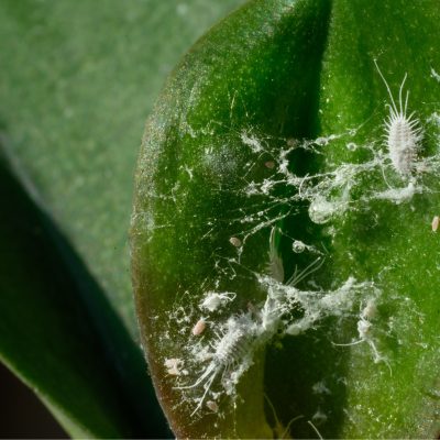 shutterstock_2439938651