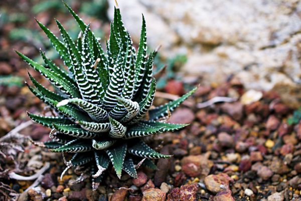 Haworthia