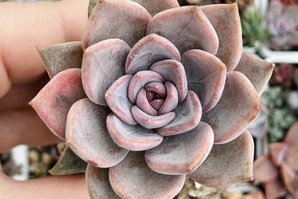 Echeveria