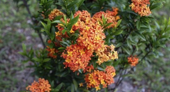 shutterstock_2501631369