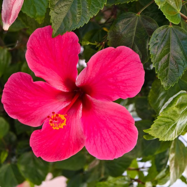 shutterstock_2537334009