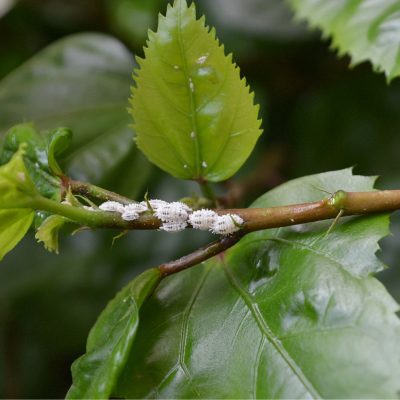 shutterstock_2537680399