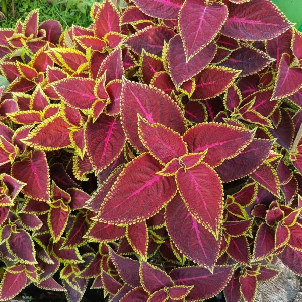 shutterstock_2555739523