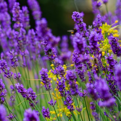 shutterstock_2564581965