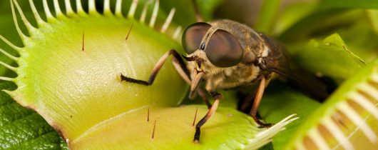 Horse-fly,And,Flytrap