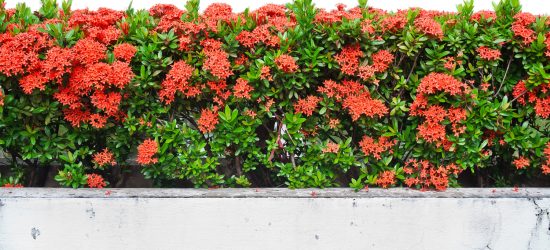 shutterstock_96518695