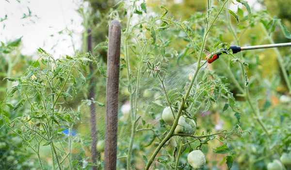 treatment of tomato plants from harmful dew precipitation and from pests, wireworm and Colorado potato beetle, plant protection with a sprayer.